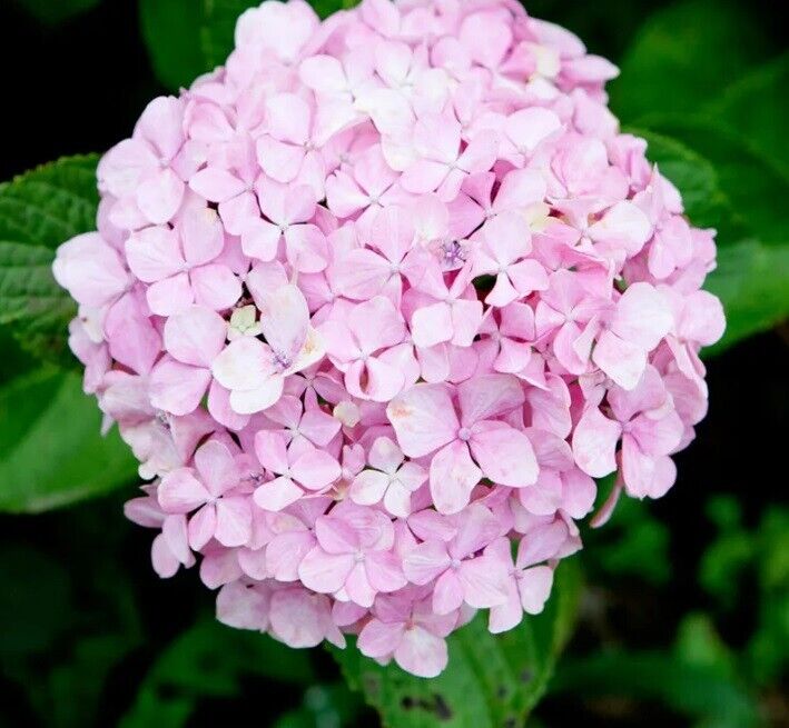 5 Baby Pink Hydrangea Seeds Perennial Garden Shrub Flowers Flower Seed 1410 USA