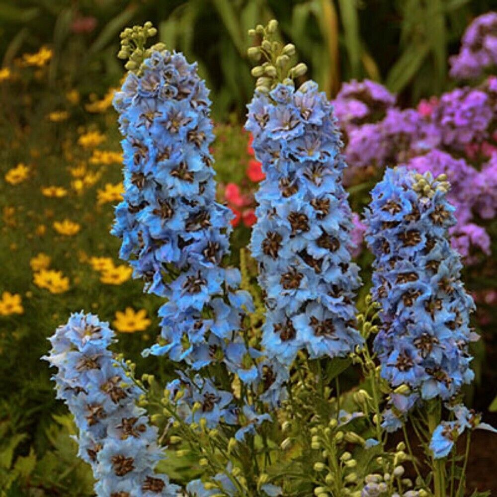 50 Moonlight Blues Delphinium Seeds Perennial Flower Garden Seed Flowers 800 USA