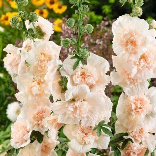 25 Majorette Blush Hollyhock Seeds Perennial Flower Seed Flowers 882 US SELLER