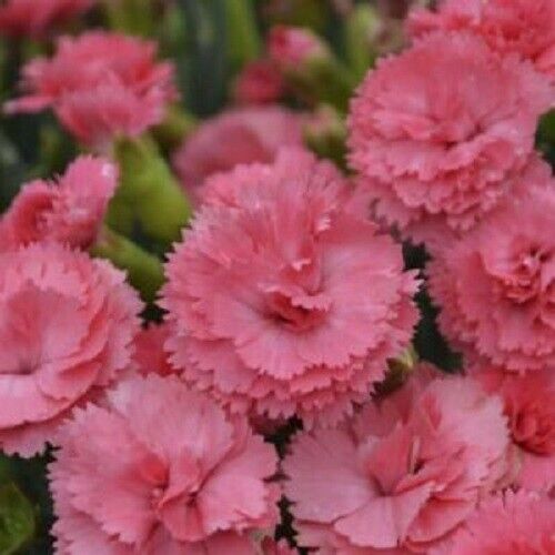100 Pink Carnation Seeds Dianthus Flowers Seed Flower Perennial 226 US Seller