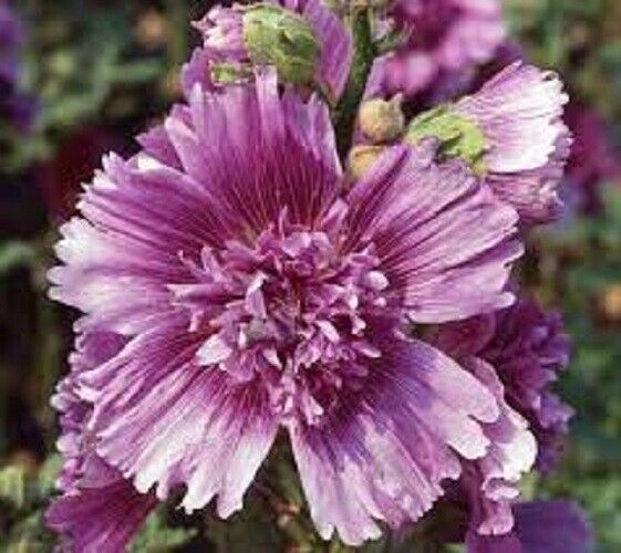 25 Queeny Purple Hollyhock Seeds Perennial Flower Seed Flowers 897 US SELLER
