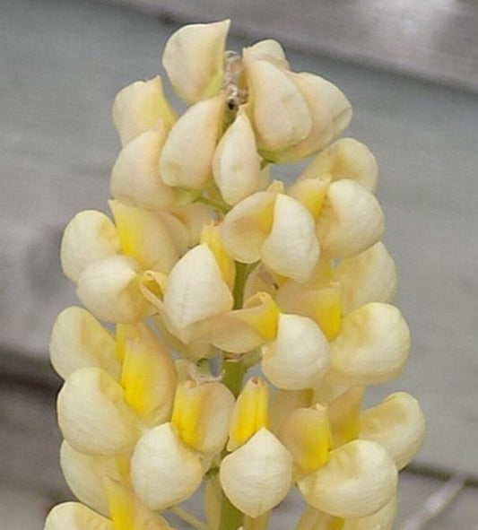 25 Yellow White Lupine Seeds Flower Perennial Flowers Hardy Seed 1042 US SELLER