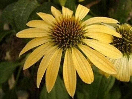 50 Yellow Coneflower Seeds Echinacea Perennial Flower Flowers Seed 901 US SELLER