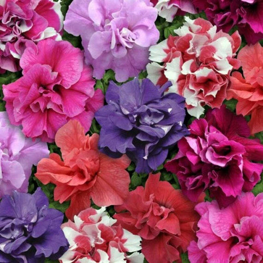 50 Double Mix Petunia Seeds Flower Containers Hanging Baskets Window Seed 322