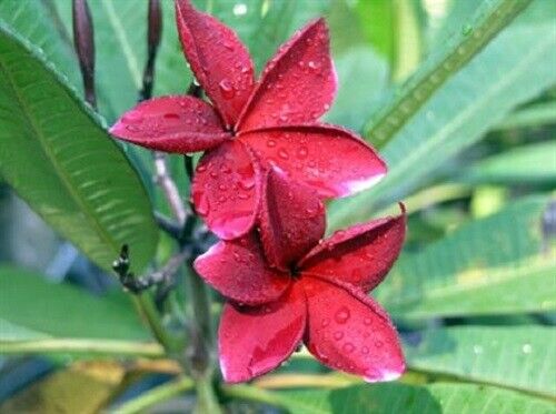 5 Red Plumeria Seeds Plants Flower Flowers Perennial Seed 511