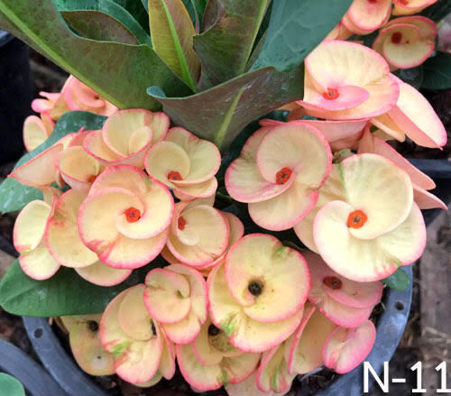 1 "Siam Butterfly" Crown Of Thorns Plant Euphorbia Milii Plants Rooted CT-86