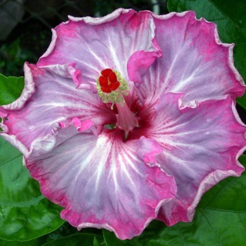 20 Pink White Gray Seeds Flowers Flower Seed Perennial Bloom 488