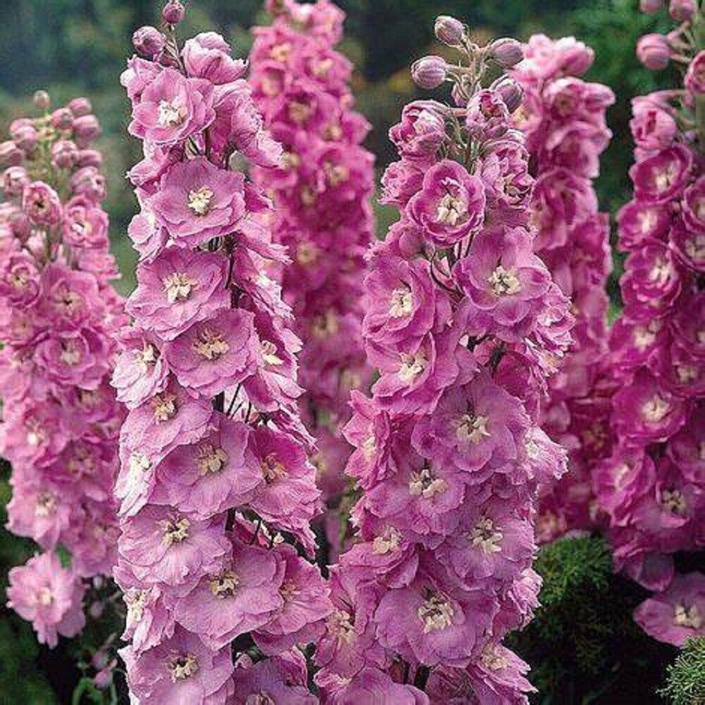 50 Pink Power Delphinium Seeds Perennial Flower Garden Seed Flowers 804 USA SELL