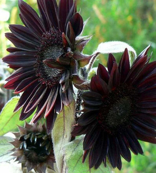 25 Velvet Queen Black Sunflower Seeds Flowers Seed Flower Perennial Bloom 235