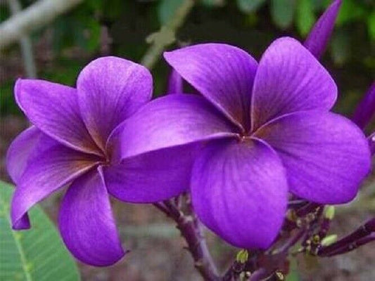 5 Purple Plumeria Seeds Plants Flower Perennial Flowers Bloom Seed 193 US SELLER