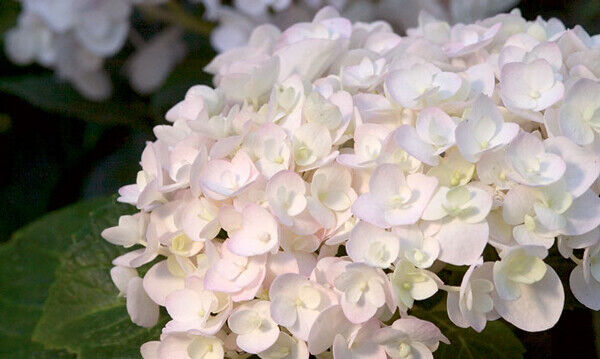 5 Blushing Bride Hydrangea Seeds Perennial Hardy Flowers Flower 352 US SELLER