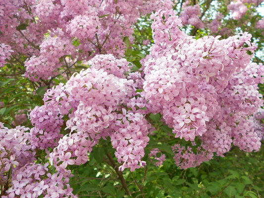 25 Ballet Lilac Seeds Tree Fragrant Flowers Perennial Seed Flower 917 US SELLER