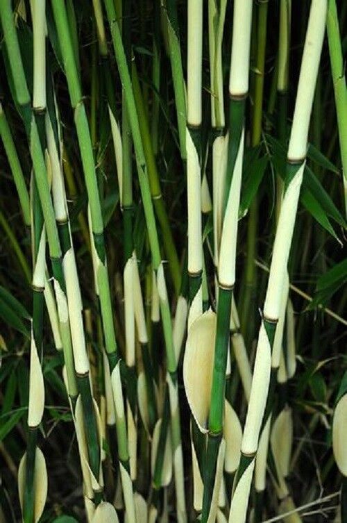50 Fargesia Bamboo Seeds Privacy Garden Clumping Exotic Shade Seed 397 US Seller