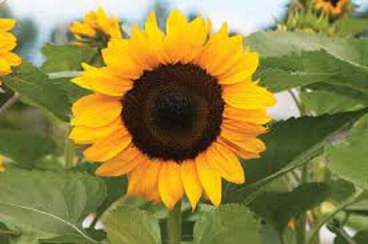 25 ProCut Orange Sunflower Seeds Flowers Seed Flower Perennial Sun Bloom 567