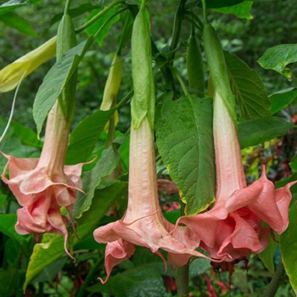 10 Triple Pink Angel Trumpet Seeds Flowers Seed Flower Brugmansia Datura 674 USA