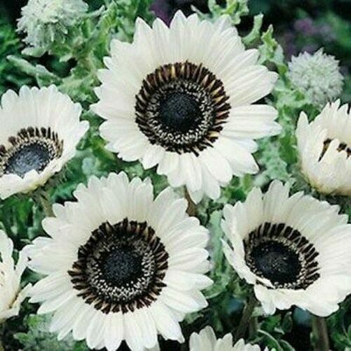 25 Snow White Sunflower Seeds Flowers Seed Flower Perennial Bloom 239 US SELLER