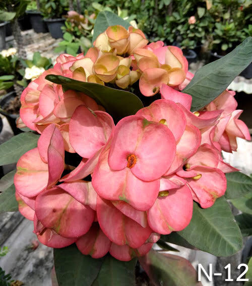 1 "Secret Pink" Crown Of Thorns Plant Euphorbia Milii Plants Rooted CT-88