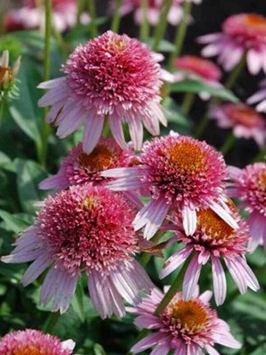 50 Butterfly Kisses Coneflower Seeds Echinacea Flower Perennial Flowers Seed 905