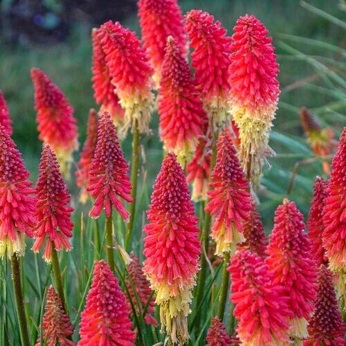 25 Rocket Red Torch Lily Hot Poker Flower Seeds Perennial Seed 821 US SELLER