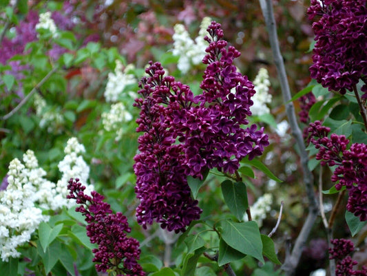 25 Wine Lilac Seeds Tree Fragrant Flowers Perennial Seed Flower 986 USA SELLER