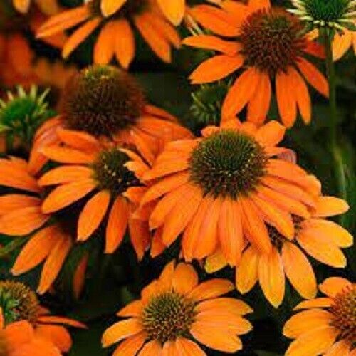 50 Soft Orange Coneflower Seeds Echinacea Flower Perennial Flowers Seed 1387 USA