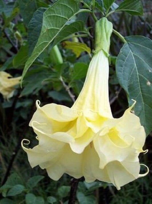 10 Double Yellow Angel Trumpet Seeds Brugmansia Datura Flower Seed 297 US SELLER