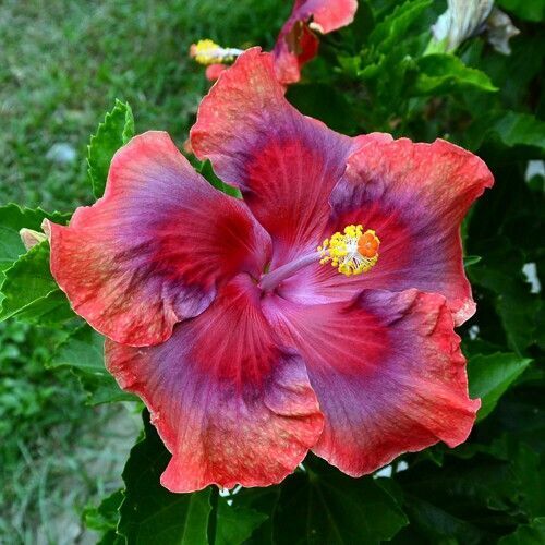 20 Red Orange Pink Hibiscus Seeds Flowers Flower Seed Perennial Bloom 467