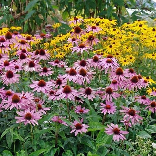 50 Purple Coneflower Seeds Echinacea purpurea Perennial Bloom Flower Seed 1000