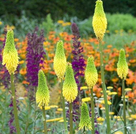 25 Bright Yellow Hot Poker Seeds Torch Lily Flower Kniphofia Perennial Seed 260