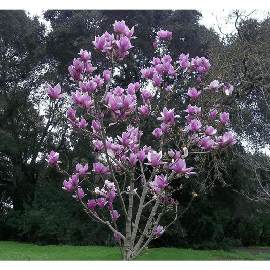 5 Purple Magnolia Seeds LILY FLOWER TREE Fragrant Tulip Seed 353 US SELLER