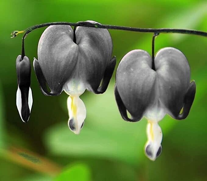 25 Light Gray Bleeding Heart Seeds Dicentra Spectabilis Shade Flower Garden 679