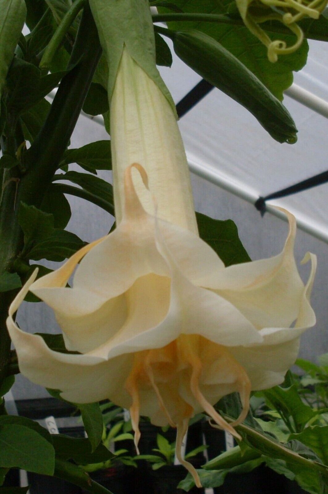 10 Marshmallow Sun Angel Trumpet Seeds Flowers Seed Flower Brugmansia Datura 653