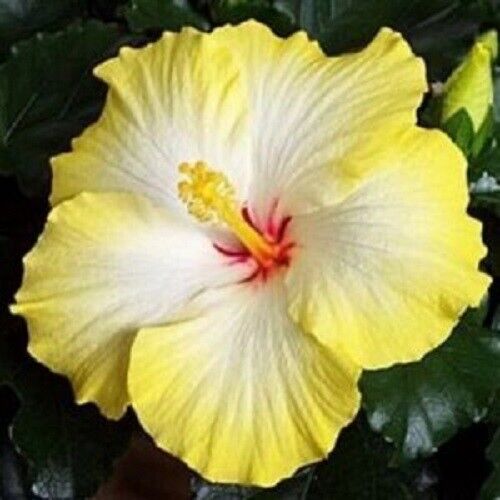 20 Yellow White Hibiscus Seeds Flowers Perennial Flower Seed Bloom 4 US SELLER