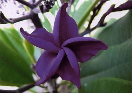 5 Dark Purple Plumeria Seeds Plants Flower Lei Hawaiian Perennial Flowers 194