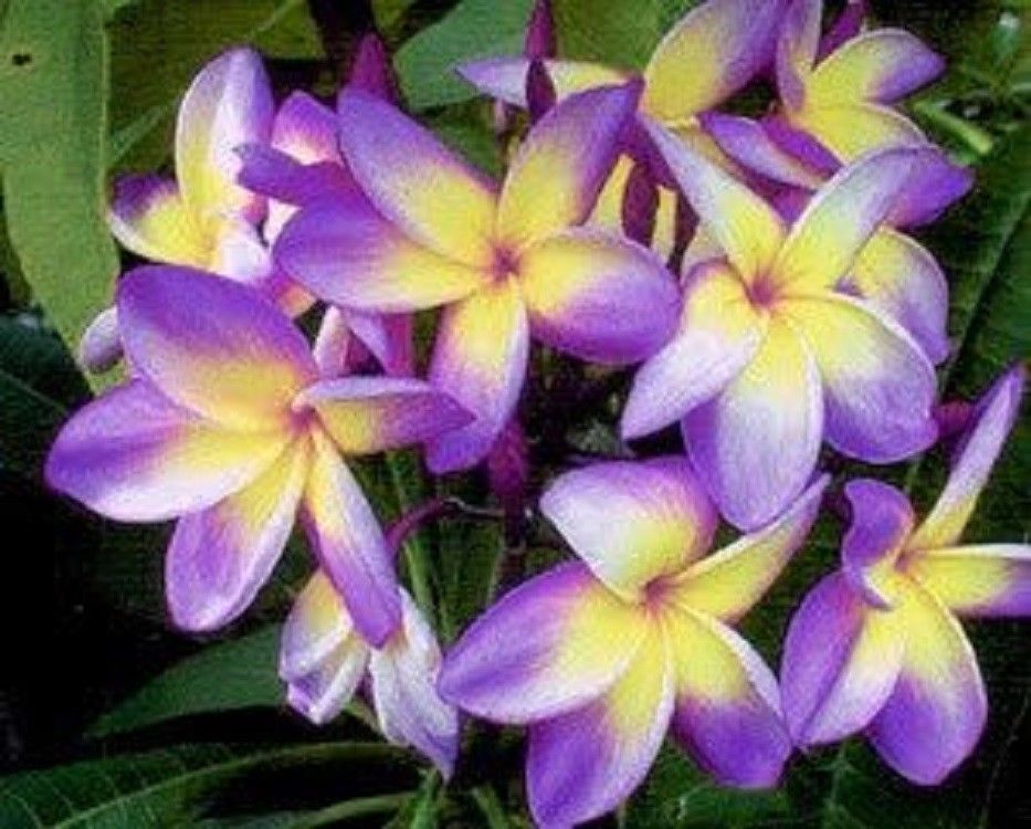 5 Yellow Purple Plumeria Seeds Plants Flower Flowers Perennial Seed 210 US SELLE