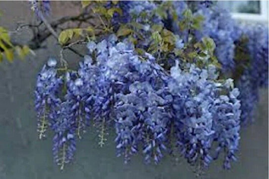 5 Blue Wisteria Seeds Vine Climbing Flower Perennial Seed 989 USA SELLER