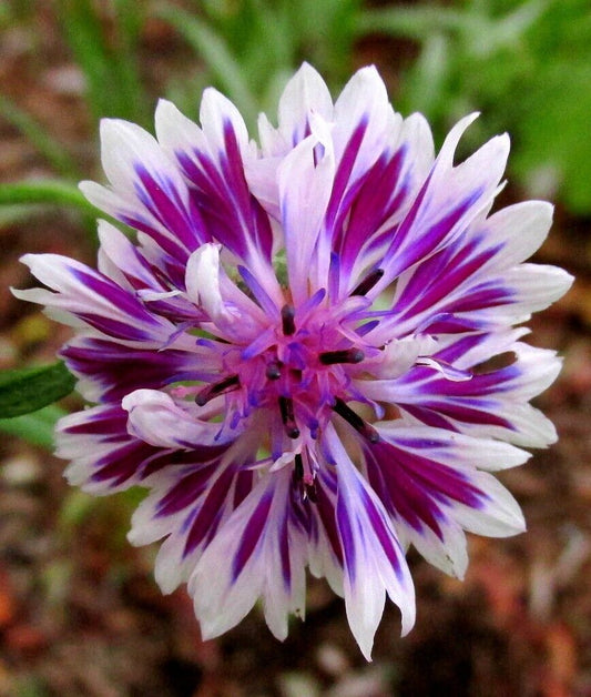 50 Purple Whit Bachelor's Button Seeds Annual Seed Flower Flowers Garden 611 USA