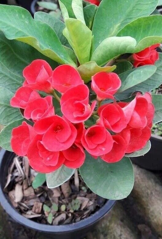 1 "Cleo Rosa" Crown Of Thorns Plant Euphorbia Milii Plants Rooted US Seller
