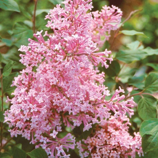 25 Coral Lilac Seeds Tree Fragrant Flowers Perennial Seed Flower 924 US SELLER