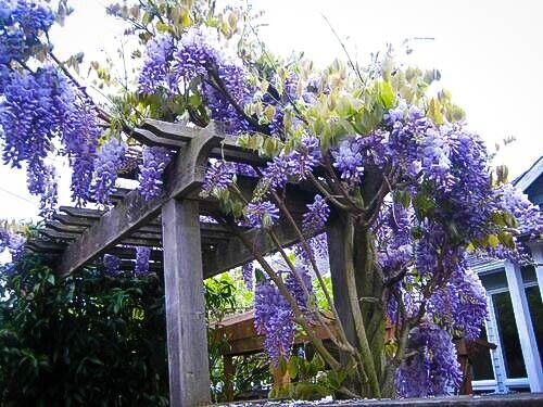 5 Blue Moon Wisteria Seeds Vine Climbing Flower Perennial Seed 634 USA SELLER