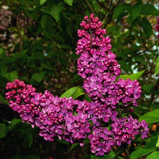 25 Pink Punch Lilac Seeds Tree Fragrant Flowers Perennial Seed Flower 916 USA