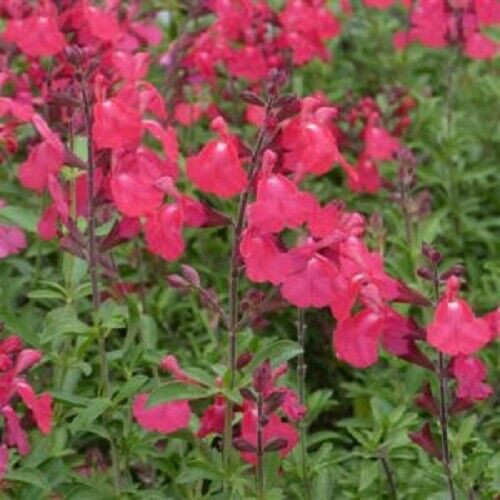 50 Coral Pink Salvia Seeds Flower Seed Perennial Flowers Hummingbird 167