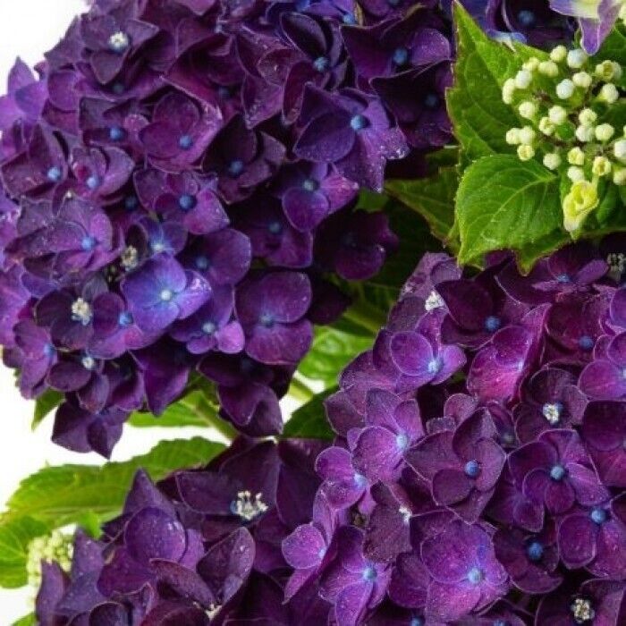 5 Purple Moph Hydrangea Seeds Perennial Garden Shrub Bloom Flower Bush Seed 1380