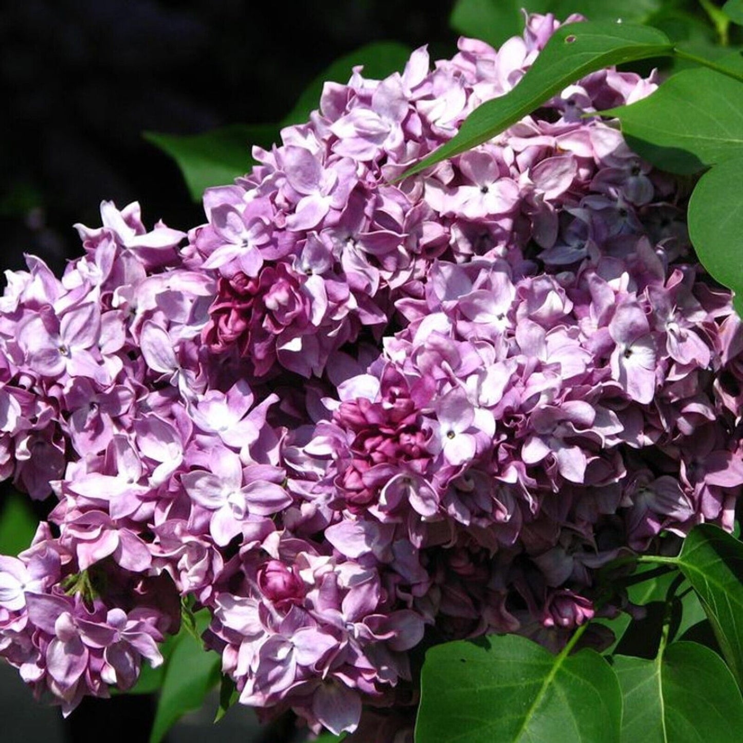 25 President Poincar Lilac Seeds Tree Fragrant Flowers Perennial Seed Flower 970