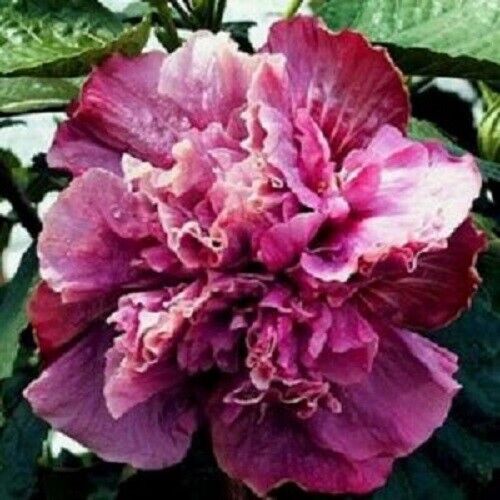 20 Double Pink Purple Hibiscus Seeds Flowers Flower Seed Perennial Bloom 367