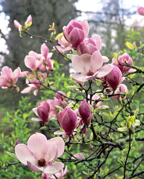 5 Saucer Magnolia Seeds LILY FLOWER TREE Fragrant Tulip Flowers135 US SELLER