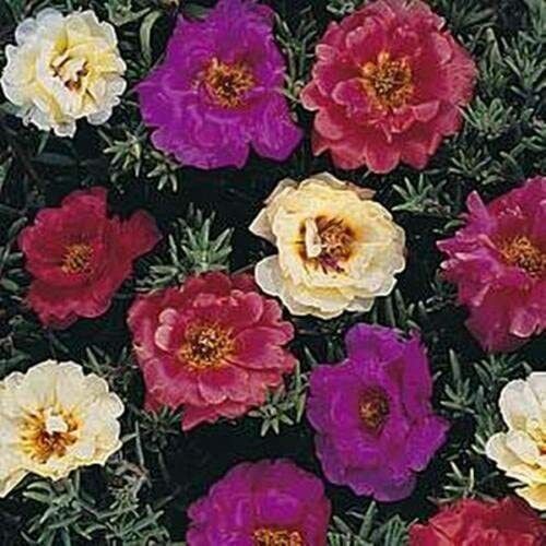 100 Dark Mix Moss Rose Seeds Bloom Flower Perennial Flowers Seed 168 USA Seller