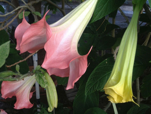 10 Cotton Cand Angel Trumpet Seeds Flowers Seed Flower Brugmansia Datura 636 USA