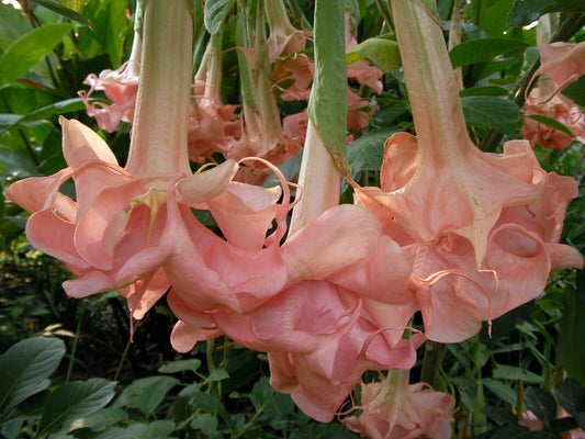 10 Evelyn Rose Angel Trumpet Seeds Flowers Seed Brugmansia Datura 646 USA SELLER