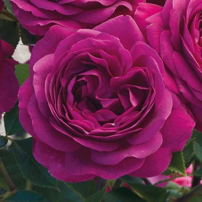 10 Double Magenta Rose Seeds Flower Bush Perennial Shrub Flowers Seed 1277